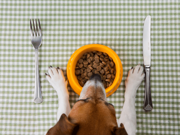 Image showcasing 8 Most Common Causes of Diarrhea in Dogs & Cats